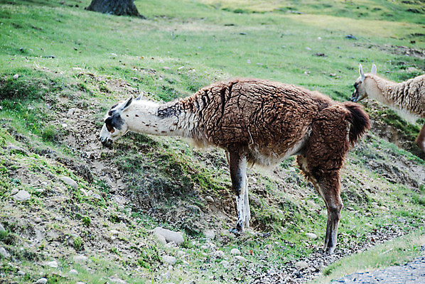 포토 JPG 해외이미지 동물 밭 포유류 자연 초식동물 동물원 풍경 사람없음 반려동물 농장 시골 칼날 내추럴 양모 기르기 라마 알파카 반추동물 해외포토 농업 직물 생태계 돌봄 파일형식 이미지허브