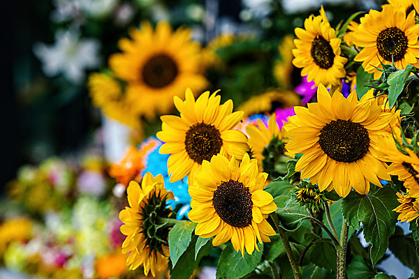 포토 JPG 해외이미지 식물 꽃잎 꽃 꽃다발 백그라운드 잎 꽃무늬 농업 자연 해바라기 거리 씨앗 사람없음 야외 초록색 컬러풀 햇빛 상점 정원 활발 수확 성장 벚꽃 신선 개화 시장 소프트포커스 다발 유기농 원예 소매 내추럴 밭일 숙성 해외포토 웰빙 산업 컬러 컨셉 무늬 촬영기법 취미 태양 생태계 파일형식 이미지허브