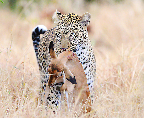 포토 JPG 해외이미지 주간 야생동물 두마리 사람없음 야외 아웃포커스 사냥 육식동물 치타 표범 사냥감 영양_동물 해외포토 자연요소 동물 2 포유류 촬영기법 파일형식 이미지허브