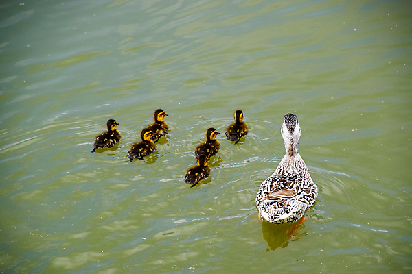 포토 JPG 해외이미지 동물 1 공원 여자 남자 호수 야생동물 신체 자연 조류 오리 풍경 사람없음 야외 초록색 물 강 컬러풀 반사 갈색 평화 수영 산책 흰색 연못 깃털 웅덩이 대야 물새 청둥오리 짝짓기 계산서 해외포토 자연요소 공공시설 컬러 컨셉 휴식 사람 수상스포츠 생태계 파일형식 이미지허브