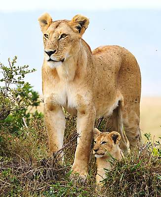 포토 JPG 해외이미지 주간 야생동물 새끼 두마리 가족 사람없음 야외 사자 육식동물 암사자 해외포토 자연요소 동물 2 포유류 관계 암컷 파일형식 이미지허브