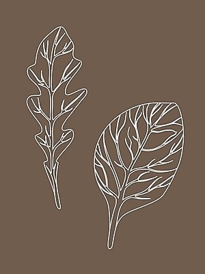 EPS 해외이미지 식물 손 디자인 선 음식 백그라운드 잎 농업 다이어트 채소 일러스트 재료 자연 건강 요리 그래픽 초록색 세트 갈색 주방 정원 샐러드 로켓 수확 흰색 신선 양념 시장 허브 향신료 오브젝트 그림 유기농 날것 윤곽 시금치 판화 내추럴 고립 루꼴라 엘리먼트 채식주의자 해외일러스트 웰빙 산업 컬러 미술 신체부위 생태계 채식 향미료 파일형식 벡터 이미지허브