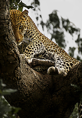 포토 JPG 해외이미지 주간 나무 한마리 응시 야생동물 휴식 사람없음 야외 아웃포커스 육식동물 표범 해외포토 자연요소 식물 동물 1 시선 컨셉 포유류 촬영기법 파일형식 이미지허브