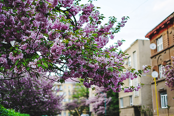 포토 JPG 해외이미지 나무 식물 전통 계절 공원 꽃잎 꽃 행복 문화 분홍색 여행 백그라운드 꽃무늬 건축양식 자연 부활절 거리 주택 동양인 풍경 사람없음 야외 건물 목재 장식 초록색 여름 정원 일본 봄 벚꽃 흰색 나뭇가지 신선 도시 개화 체리 달콤 4월 내추럴 해외포토 건축물 공공시설 기념일 건축 감정 아시아 컬러 무늬 과일 재료 인종 날짜 맛 생태계 파일형식 이미지허브