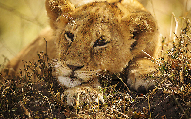 포토 JPG 해외이미지 주간 한마리 야생동물 엎드리기 휴식 사람없음 야외 풀 육식동물 암사자 해외포토 자연요소 식물 동물 1 컨셉 모션 사자 암컷 파일형식 이미지허브