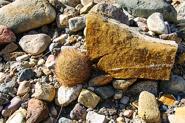 포토 JPG 해외이미지 식물 꽃 분홍색 백그라운드 꽃무늬 과일 자연 날씨 선인장 건조 풍경 사람없음 초록색 여름 파란색 컬러풀 보라색 사막 뜨거움 냄비 척추 내추럴 해외포토 계절 컬러 무늬 뼈 솥 생태계 파일형식 이미지허브