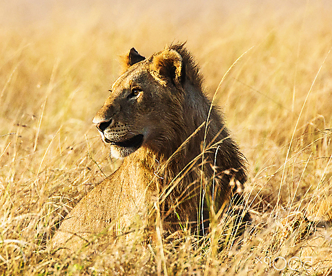 포토 JPG 해외이미지 주간 한마리 응시 야생동물 사람없음 야외 육식동물 숫사자 해외포토 자연요소 동물 1 시선 사자 수컷 파일형식 이미지허브