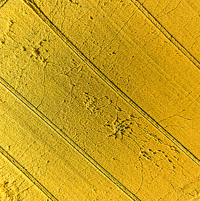 포토 JPG 해외이미지 식물 유럽 백그라운드 밭 농업 자연 벽지 표면 추상 안테나 풍경 사람없음 야외 여름 농장 농경지 노란색 환경 수확 시골 황금 밀 질감 밭일 조감도 세련 해외포토 계절 나라 산업 컬러 무늬 통신 곡류 생태계 파일형식 이미지허브