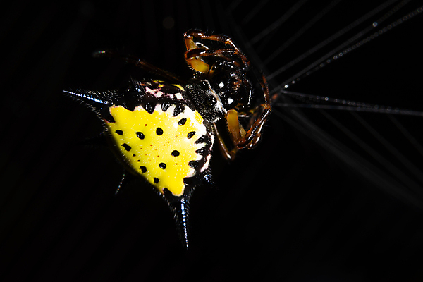 포토 JPG 해외이미지 백그라운드 자연 사람없음 야외 점프 거미 해외포토 곤충 모션 생태계 파일형식 이미지허브
