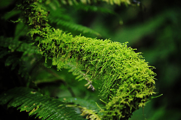 포토 JPG 해외이미지 나무 식물 단풍 잎 자연 국립공원 이끼 풍경 사람없음 야외 목재 가로 초록색 강 컬러풀 환경 미국 호주 클로버 숲 그늘 오솔길 열대우림 옥상 버리기 환경보전 질감 통나무 윤곽 캘리포니아 나무껍질 구식 삼림지대 썩음 양치류 해외포토 공원 길 컬러 북아메리카 재료 모션 껍질 오세아니아 사회이슈 생태계 파일형식 이미지허브