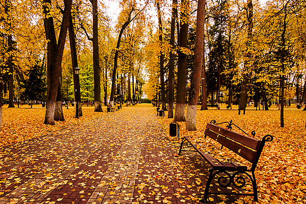 포토 JPG 해외이미지 주간 공원 단풍 낙엽 벤치 단풍나무 풍경 사람없음 야외 주황색 가을 해외포토 자연요소 나무 계절 공공시설 컬러 잎 의자 파일형식 이미지허브