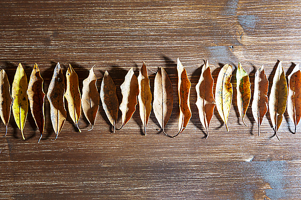 포토 JPG 해외이미지 식물 디자인 계절 음식 백그라운드 잎 다이어트 오렌지 과일 재료 자연 탁자 건조 건강 씨앗 사람없음 목재 장식 빨간색 컬러풀 갈색 노란색 수확 가을 흰색 시골 신선 그룹 달콤 맛 유기농 질감 날것 10월 내추럴 옛날 채식주의자 해외포토 나무 웰빙 컬러 가구 컨셉 농업 날짜 생태계 채식 파일형식 이미지허브