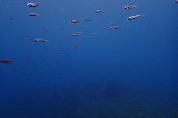 포토 JPG 해외이미지 동물 여행 자연 휴가 바닥 어류 사람없음 수중 잠수부 다이빙 대서양 깊이 동물상 해외포토 바다 조형물 수영 수중동물 전문직 생태계 수중스포츠 파일형식 이미지허브