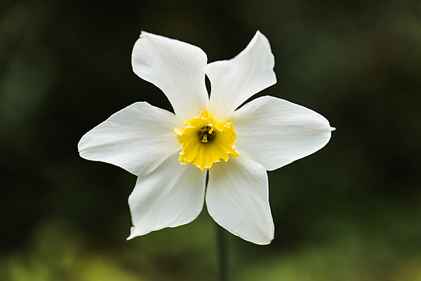 포토 JPG 해외이미지 식물 꽃잎 꽃 종이 곤충 잎 밭 자연 날씨 사람없음 초록색 파란색 컬러풀 햇빛 노란색 새싹 환경 보라색 봄 흰색 시골 개화 숲 서식지 내추럴 삼림지대 영원 해외포토 동물 계절 컬러 농업 태양 생태계 파일형식 이미지허브