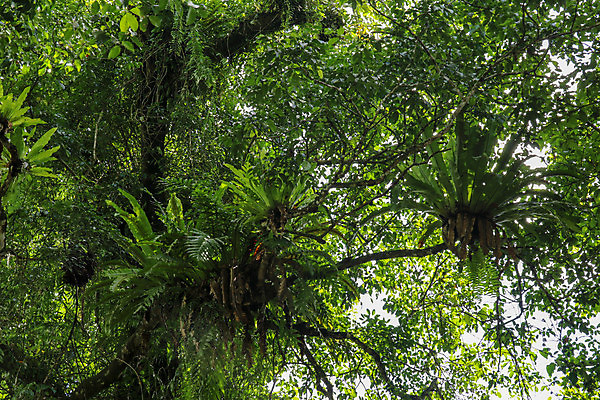포토 JPG 해외이미지 나무 식물 계절 공원 꽃잎 백그라운드 잎 패턴 자연 조류 사람없음 야외 장식 초록색 여름 파란색 환경 정원 봄 성장 나뭇가지 신선 가장자리 둥지 숲 질감 내추럴 생태학 양치류 이국적 해외포토 동물 공공시설 교육 꽃 컬러 무늬 둘레 생태계 파일형식 이미지허브