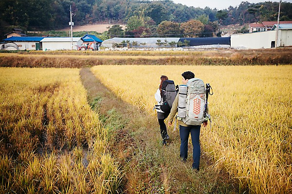 포토 JPG 주간 전신 커플 여자 남자 여행 배낭 주택 아웃도어 사람 풍경 20대 성인 야외 두명 뒷모습 걷기 한국인 벼 가을 농촌 시골 논두렁 논밭 성인만 국내포토 여주시 자연요소 계절 뷰포인트 밭 가방 관계 모션 곡류 논 동양인 청년 건물 경기도 파일형식