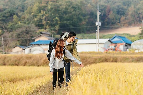 포토 JPG 주간 커플 여자 남자 여행 배낭 주택 논 아웃도어 사람 풍경 상반신 20대 성인 야외 두명 앞모습 걷기 만지기 한국인 벼 가을 농촌 시골 논두렁 성인만 국내포토 여주시 자연요소 계절 뷰포인트 농업 가방 관계 모션 곡류 동양인 청년 건물 경기도 파일형식