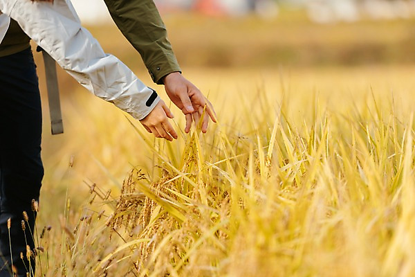 포토 JPG 주간 손 커플 여자 남자 여행 아웃도어 사람 풍경 손짓 근접촬영 20대 성인 야외 두명 아웃포커스 신체부위 만지기 한국인 벼 가을 농촌 시골 벼이삭 논두렁 논밭 성인만 국내포토 여주시 자연요소 계절 뷰포인트 밭 관계 모션 곡류 논 촬영기법 동양인 청년 이삭 경기도 파일형식