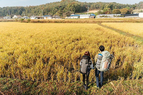 포토 JPG 주간 전신 커플 여자 남자 여행 배낭 아웃도어 서기 사람 풍경 20대 성인 야외 두명 뒷모습 한국인 벼 가을 농촌 시골 논두렁 논밭 성인만 국내포토 여주시 자연요소 계절 뷰포인트 밭 가방 관계 모션 곡류 논 동양인 청년 경기도 파일형식