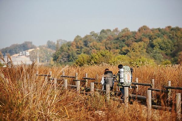 포토 자연요소 계절 길 뷰포인트 섬 가방 관계 모션 레저 사람 동양인 풍경 청년 담장 억새 경기도 파일형식 여주_지역 가을_계절 산책로 억새밭 울타리 배낭 걷기 뒷모습 상반신 JPG 20대 여행 가을 주간 야외 한국인 커플 두명 성인 여자 남자 여주시 강천섬 트래킹 성인만 가을풍경 아웃도어 국내포토