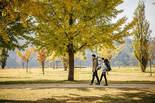 포토 자연요소 나무 계절 뷰포인트 섬 단풍 가방 관계 모션 레저 사람 동양인 풍경 청년 경기도 파일형식 여주_지역 가을_계절 가을 은행나무 초원 가로수 배낭 걷기 옆모습 전신 JPG 20대 주간 야외 커플 한국인 두명 성인 여자 남자 성인만 여행 여주시 강천섬 트래킹 단풍나무 가을풍경 아웃도어 국내포토