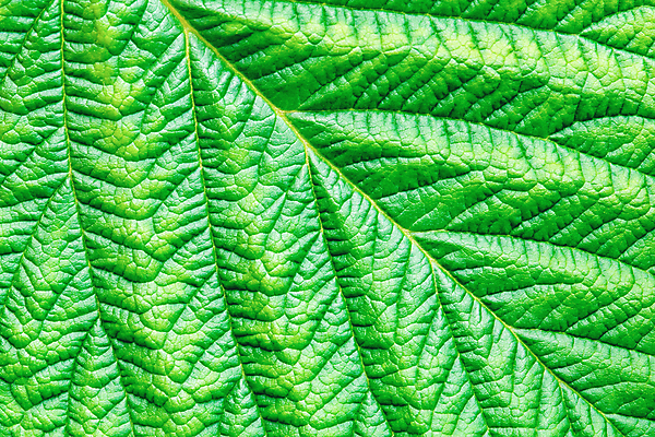 포토 JPG 해외이미지 나무 식물 디자인 계절 선 백그라운드 잎 꽃무늬 패턴 자연 벽지 추상 미술 사람없음 초록색 빛 컬러풀 환경 봄 활발 성장 신선 숲 묘사 싱글 에코 질감 정맥 내추럴 생태학 해외포토 교육 꽃 컬러 컨셉 무늬 문화예술 생태계 혈관 파일형식 이미지허브