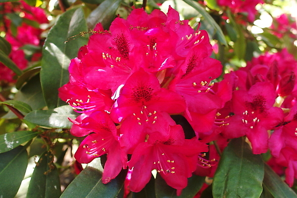 포토 JPG 해외이미지 식물 공원 꽃 분홍색 백그라운드 잎 꽃무늬 자연 따뜻함 사람없음 야외 빨간색 초록색 컬러풀 태양 정원 봄 벚꽃 신선 개화 진달래 내추럴 해외포토 자연요소 계절 공공시설 컬러 무늬 생태계 파일형식 이미지허브