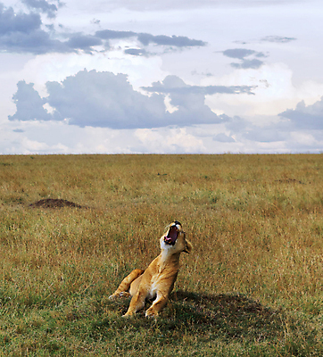 포토 JPG 해외이미지 주간 구름 한마리 야생동물 하늘 입벌림 초원 사람없음 야외 육식동물 암사자 해외포토 자연요소 동물 1 표정 사자 암컷 파일형식 이미지허브