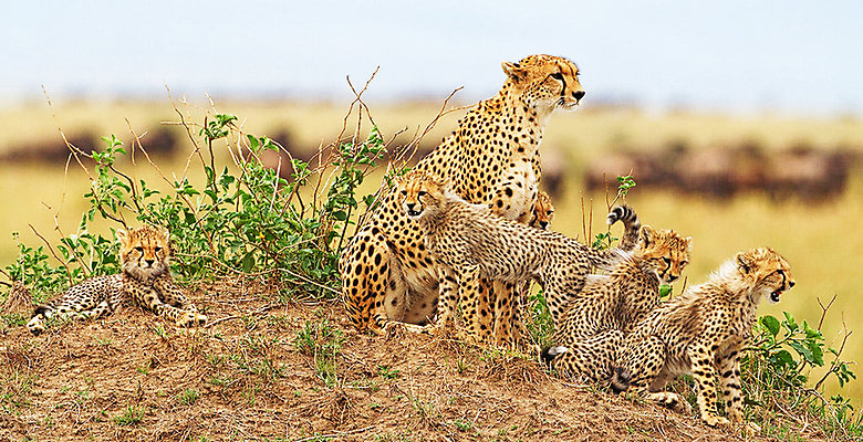 포토 JPG 해외이미지 주간 야생동물 새끼 여러마리 가족 사람없음 야외 아웃포커스 풀 언덕 육식동물 치타 해외포토 자연요소 식물 동물 다수 포유류 관계 촬영기법 파일형식 이미지허브