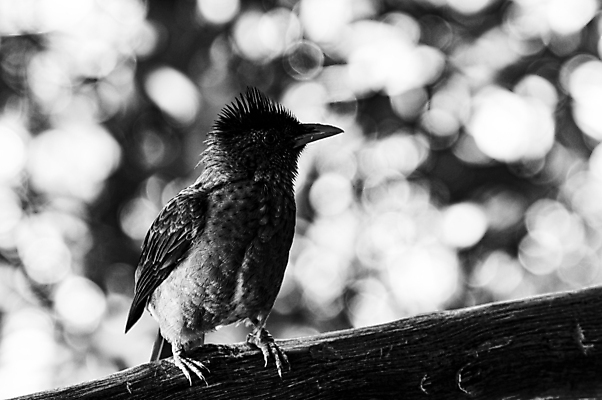 포토 JPG 해외이미지 동물 아이콘 계절 공원 행복 실루엣 야생동물 백그라운드 날개 노래 자연 조류 미술 앉기 사람없음 야외 장식 컬러풀 귀여움 정원 검은색 봄 자유 수확 흰색 신선 우아함 작음 탈출 스마트 심볼 깃털 부리 앵무새 참새 내추럴 고립 벌새 엘리먼트 이국적 해외포토 공공시설 감정 음악 컬러 컨셉 농업 모션 문화예술 촬영기법 크기 생태계 파일형식 이미지허브