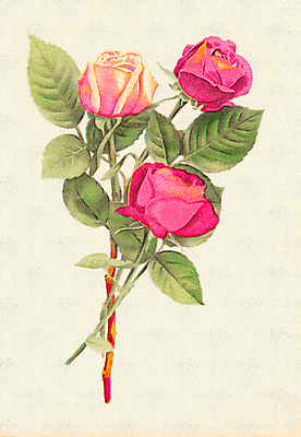 JPG 해외이미지 꽃 분홍색 일러스트 미술 사람없음 장미 빈티지 손그림 해외일러스트 식물 컬러 컨셉 문화예술 파일형식 이미지허브