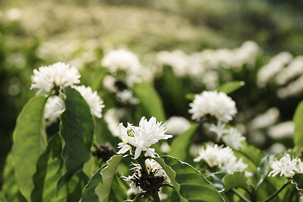 포토 JPG 해외이미지 나무 식물 열매 꽃 산업 커피 음료 음식 백그라운드 잎 농업 과일 자연 추상 콩 사람없음 야외 가로 초록색 농장 수확 성장 벚꽃 흰색 나뭇가지 신선 주식 숲 굽기 유기농 내추럴 과테말라 단절 무료 숙성 아라비카 카페인 해외포토 웰빙 컬러 무늬 곡류 금융 중앙아메리카 구이 생태계 파일형식 이미지허브