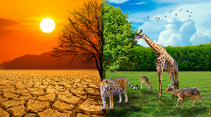 포토 JPG 해외이미지 나무 동물 구름 계절 지구 컨셉 밭 자연 하늘 표면 날씨 미래 건조 따뜻함 풍경 사람없음 초록색 여름 글로벌 태양 환경 흙 사막 죽음 신선 뜨거움 변화 균열 땅 모래언덕 질감 가뭄 지구온난화 유지 내추럴 벌거벗은 생태학 수평선 해외포토 자연요소 식물 교육 컬러 농업 모션 언덕 생태계 기후변화 파일형식 이미지허브