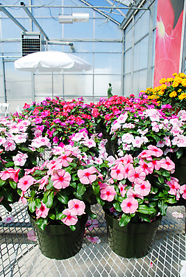 포토 JPG 해외이미지 식물 공원 꽃잎 꽃 분홍색 백그라운드 잎 꽃무늬 자연 사람없음 야외 초록색 장미 정원 보라색 어둠 봄 벚꽃 흰색 신선 개화 허브 내추럴 마다가스카르 해외포토 계절 공공시설 컬러 무늬 생태계 파일형식 이미지허브