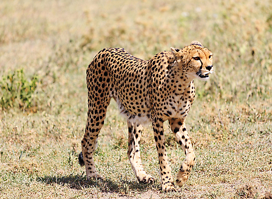 포토 JPG 해외이미지 주간 한마리 야생동물 사람없음 야외 걷기 육식동물 치타 해외포토 자연요소 동물 1 포유류 모션 파일형식 이미지허브