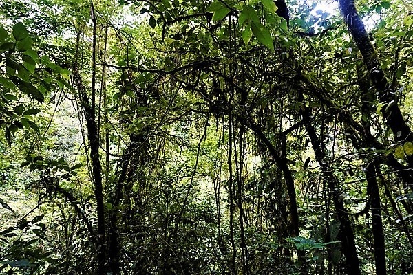 포토 JPG 해외이미지 나무 식물 여행 잎 자연 이끼 풍경 사람없음 야외 목재 초록색 미국 젖음 다양 성장 나뭇가지 황무지 센터 숲 큼 열대우림 에코 생물학 깊이 이국적 해외포토 교육 컬러 다수 북아메리카 재료 환경 크기 생태계 파일형식 이미지허브