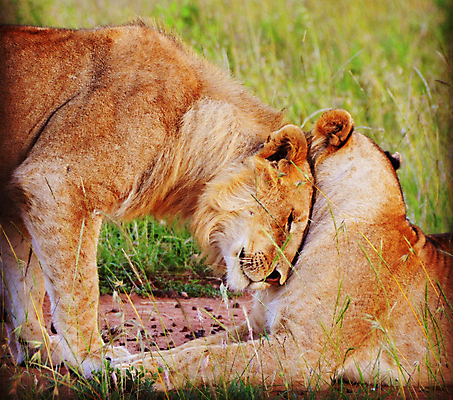 포토 JPG 해외이미지 주간 야생동물 새끼 두마리 사람없음 야외 육식동물 숫사자 부비부비 암사자 해외포토 자연요소 동물 2 사자 암컷 수컷 파일형식 이미지허브