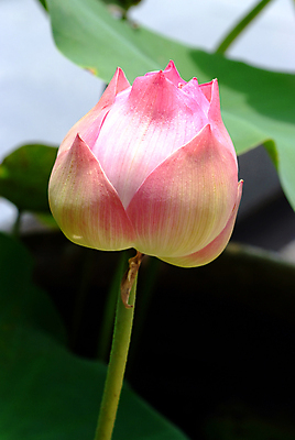 포토 JPG 해외이미지 식물 꽃잎 꽃 분홍색 백그라운드 잎 꽃무늬 패턴 불교 태국 자연 사람없음 초록색 물 평화 고요 봄 벚꽃 연못 개화 우아함 닫기 심볼 순수 명상 신성 내추럴 해외포토 자연요소 계절 아시아 종교 컬러 컨셉 무늬 모션 생태계 파일형식 이미지허브