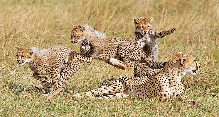 포토 JPG 해외이미지 주간 야생동물 새끼 엎드리기 여러마리 가족 사람없음 야외 달리기 육식동물 치타 해외포토 자연요소 동물 다수 포유류 관계 모션 파일형식 이미지허브