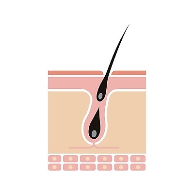 EPS 해외이미지 일러스트 의학 털 건강 사람없음 질병 두피 모공 탈모 피부층 해외일러스트 피부 증상 파일형식 벡터 이미지허브