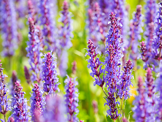 포토 JPG 해외이미지 백그라운드 자연 사람없음 보라색 봄 풀잎 화려 세이지꽃 해외포토 계절 꽃 컬러 컨셉 잎 풀_식물 생태계 파일형식 이미지허브
