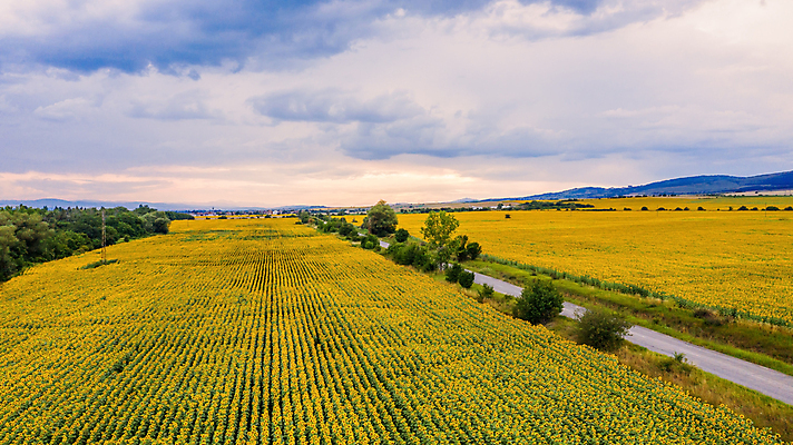포토 JPG 해외이미지 식물 계절 꽃잎 꽃 잎 꽃무늬 밭 농업 자연 하늘 해바라기 풍경 사람없음 야외 빨간색 초록색 여름 햇빛 태양 농장 농경지 노란색 환경 정원 맑음 일몰 활발 수확 성장 시골 황금 정상 땅 유기농 꽃가루 내추럴 드론 밭일 해외포토 자연요소 웰빙 산업 컬러 컨셉 무늬 날씨 노을 가루 생태계 파일형식 이미지허브