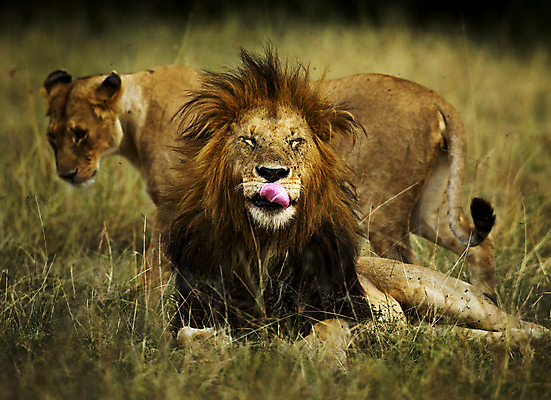 포토 JPG 해외이미지 주간 야생동물 두마리 사람없음 야외 혀 육식동물 메롱 숫사자 암사자 해외포토 자연요소 동물 2 모션 입 사자 암컷 수컷 파일형식 이미지허브