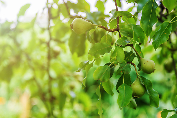포토 JPG 해외이미지 나무 식물 계절 음식 백그라운드 잎 농업 과일 자연 주택 건강 사람없음 초록색 빛 햇빛 태양 농장 농경지 정원 맑음 수확 성장 가을 나뭇가지 신선 맛 다발 유기농 날것 내추럴 바이오 밭일 숙성 세련 해외포토 자연요소 웰빙 산업 컬러 컨셉 날씨 건물 생태계 파일형식 이미지허브