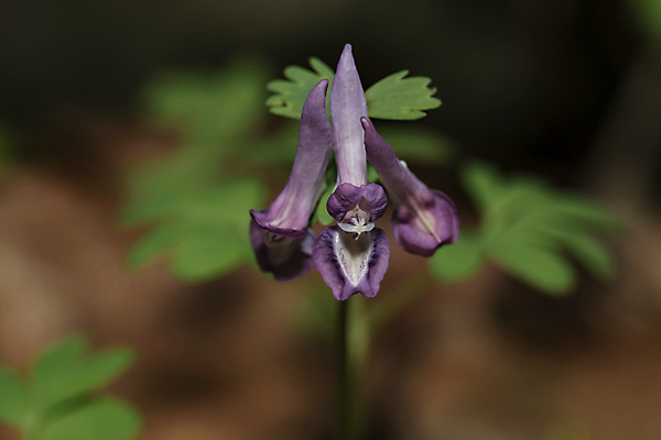 포토 JPG 해외이미지 식물 공원 꽃 꽃무늬 전구 자연 사람없음 야외 목재 장식 초록색 파란색 정원 보라색 봄 벚꽃 개화 숲 허브 원예 러시아 라일락 내추럴 영원 해외포토 나무 계절 공공시설 유럽 컬러 무늬 재료 취미 생태계 파일형식 이미지허브