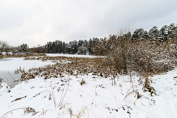 포토 JPG 해외이미지 나무 식물 계절 공원 호수 백그라운드 크리스마스 겨울 자연 날씨 풍경 사람없음 야외 목재 물 빛 강 환경 냉동 얼음 추위 흰색 나뭇가지 연못 소나무 숲 12월 11월 서리 장면 1월 내추럴 2월 눈내림 해외포토 자연요소 공공시설 기념일 컬러 재료 눈_날씨 날짜 생태계 파일형식 이미지허브