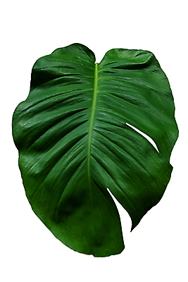 포토 JPG 해외이미지 식물 길 화초 클리핑패스 백그라운드 잎 꽃무늬 자연 프레임 사람없음 장식 초록색 여름 환경 정원 봄 줄무늬 성장 흰색 나뭇가지 신선 숲 큼 열대우림 자르기 흰배경 유기농 질감 하와이 포도나무 상록수 내추럴 고립 이국적 차단 해외포토 나무 웰빙 계절 꽃 컬러 무늬 모션 미국 크기 과일나무 생태계 파일형식 이미지허브