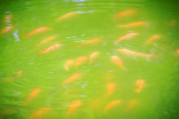 포토 JPG 해외이미지 동물 음식 백그라운드 오렌지 자연 낚시 어류 사람없음 빨간색 물 컬러풀 농장 머리 와인 얼음 검은색 수영 침묵 줄무늬 추위 연못 신선 그룹 시장 먹기 해산물 묘사 눈금 날것 지느러미 흙더미 내추럴 많음 해외포토 자연요소 컬러 컨셉 무늬 농업 과일 모션 레저 주류 신체부위 수중동물 소리 흙 수상스포츠 생태계 파일형식 더미 이미지허브