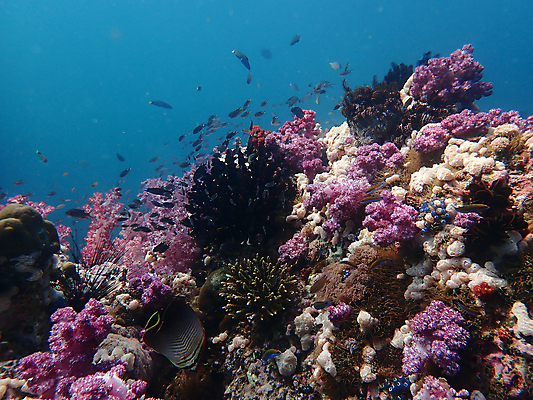 포토 JPG 해외이미지 동물 척추동물 야생동물 바다 자연 어류 풍경 사람없음 물 컬러풀 바닷속 수중 산호 생태계 다이빙 해외포토 자연요소 컬러 수영 수중동물 자포동물 수중스포츠 파일형식 이미지허브