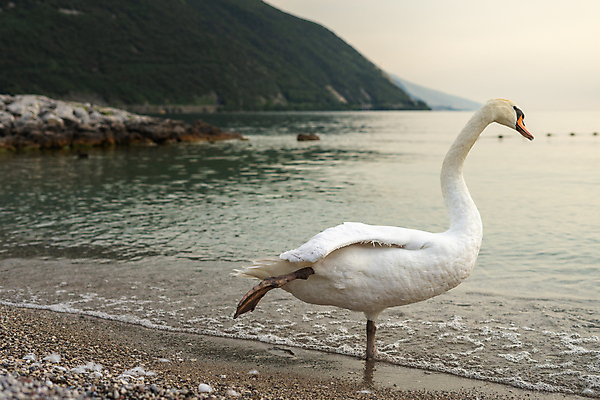 포토 JPG 해외이미지 유럽 호수 바다 여행 백그라운드 자연 아침 휴가 산 파노라마 풍경 사람없음 물 파란색 빛 컬러풀 태양 일출 침묵 황혼 일몰 이탈리아 흰색 저녁 지중해 알프스 백조 타운 해외포토 주간 자연요소 나라 컬러 조류 촬영기법 노을 소리 도시 야간 생태계 파일형식 이미지허브